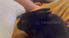 Bunny Demands Pets