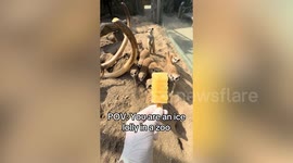 Zoo animals enjoy a cool down with ice lollies