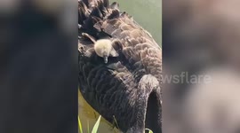Cygnet naps nestled among feathers on mum’s back