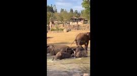 Jump In! Elephants Enjoy Pool Party at San Diego Zoo Safari Park