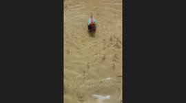 Dachshund fishing