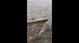 Squirrel climbs on man for nut in Warsaw, Poland