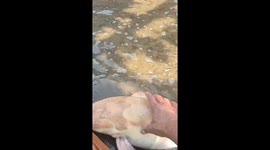 The giant pink catfish weighed fifteen kilograms and was more than a meter long