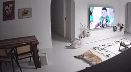 Pet cat caught on CCTV smashing antique Chinese vase