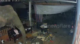 Hungry wild elephant breaks into home to steal mangoes