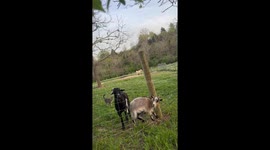 Flower the goat gets stuck chasing greener grass—Her great escape sparks a barnyard dance party