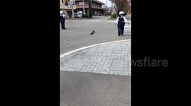 Japan: Duck Family Guided by Police Crossing Road in Obihiro, Hokkaido