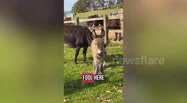 Foal ends up with two mums after