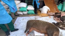 DESTRUCTION OF 2.9 TONS OF SMUGGLING BOAR MEAT AT MERAK PORT BANTEN INDONESIA