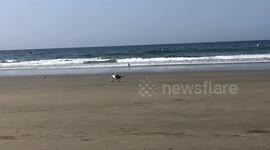 Seagull Playing Soccer