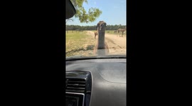 Greedy Llama Won't Let Car Pass