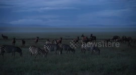 Kenya: Kenya’s Maasai Mara: A wildlife haven