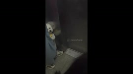 Cute shy dog hides beside owner in elevator in Sichuan, China