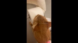 Milo Takes the Last Roll