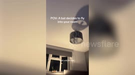 Hilarious moment brother panics as bat flies into bedroom