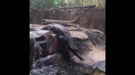 Slender-Snouted Crocodile Takes Leisurely Walk at Oregon Zoo