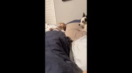 Belly the chihuahua’s nightly zoomies delight a million viewers