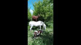 Horse Helps Goat Reach High Branches