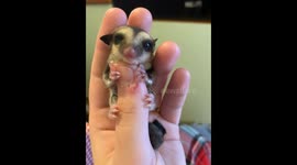 Baby Sugar Glider Clings To Thumb