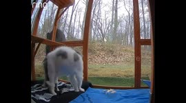 Cat Defends Catio From Curious Black Bear