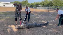 US: Alligator Removed From Preschool Parking Lot by Hillsborough Deputies