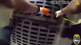 Jacksonville, Florida Officers Rescue Trapped Duckling, Reunite It With Mom