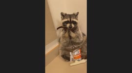Trapper the Raccoon Eating Goldfish