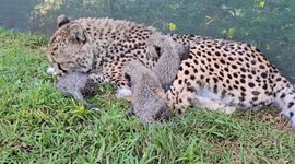 Running Wild Cheetah Conservation Cubs Cuddle With Great-Grandmom Shadow