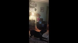 My Great Dane/pitbull mix Brewster jumping up and desperately trying to get a stuffed toy from the ceiling of my living room.