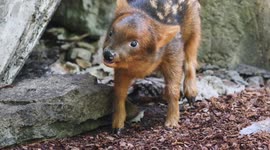 Nashville Zoo Welcomes First-Ever Southern Pudu Fawn Birth