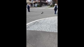 Kind Drivers and Police Help Duck Family Cross Busy Road Safely in Hokkaido