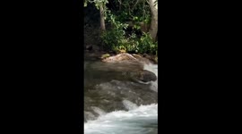 Large anaconda spotted in river stream in Jardim, Brazil