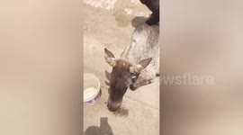 Social organisation rescued a cow met with an accident on the highway in Shahdol, Madhya Pradesh