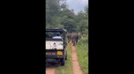 Tour guide stops charging elephant in Polonnaruwa, Sri Lanka