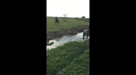 Horse nearly goes over stream bank in Makhachkala