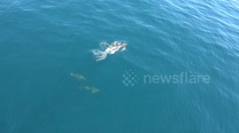 Türkiye: Türkiye successfully fires domestic ATMACA anti-ship missile in major naval drill