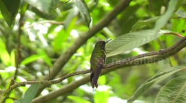 Colombia: Birdwatchers gather on Monserrate Hill for Global Big Day in Bogota