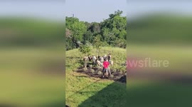 Police remove sheep that wandered into school grounds in Texas