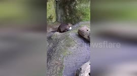 Beaver moves his plate to a better spot for lunch
