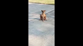 Dog sits down while waving legs like an aerobics workout