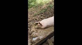 Amusing moment pig relaxes in mud on farm in the Philippines