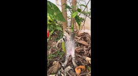 Clumsy cat with head stuck between two tree branches is rescued