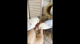 Three hungry parrots break bowl while eating their seeds