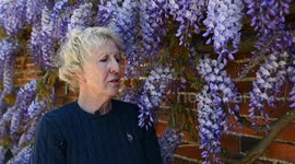 Britain's longest wisteria vine 'better than ever' - 32 years later