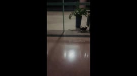 Confused kitten crashes into glass while trying to leave building