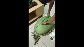 Giant watermelon stuns gardener in Inner Mongolia