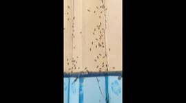 Hundreds of small bugs cover wall of home