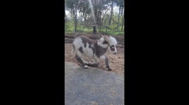 Baby Mini Donkey Learning to Roll