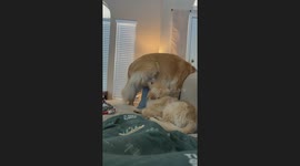 Nobody Takes Teddy’s Spot
