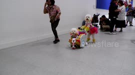 Decorated poodles at Pet Expo in Bangkok having fun pushing a buggy